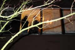 IMG_1146-Medium